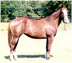 photo of a 'downhill' horse with withers much lower than hips.